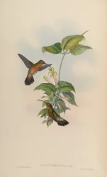 Glaucis melanura